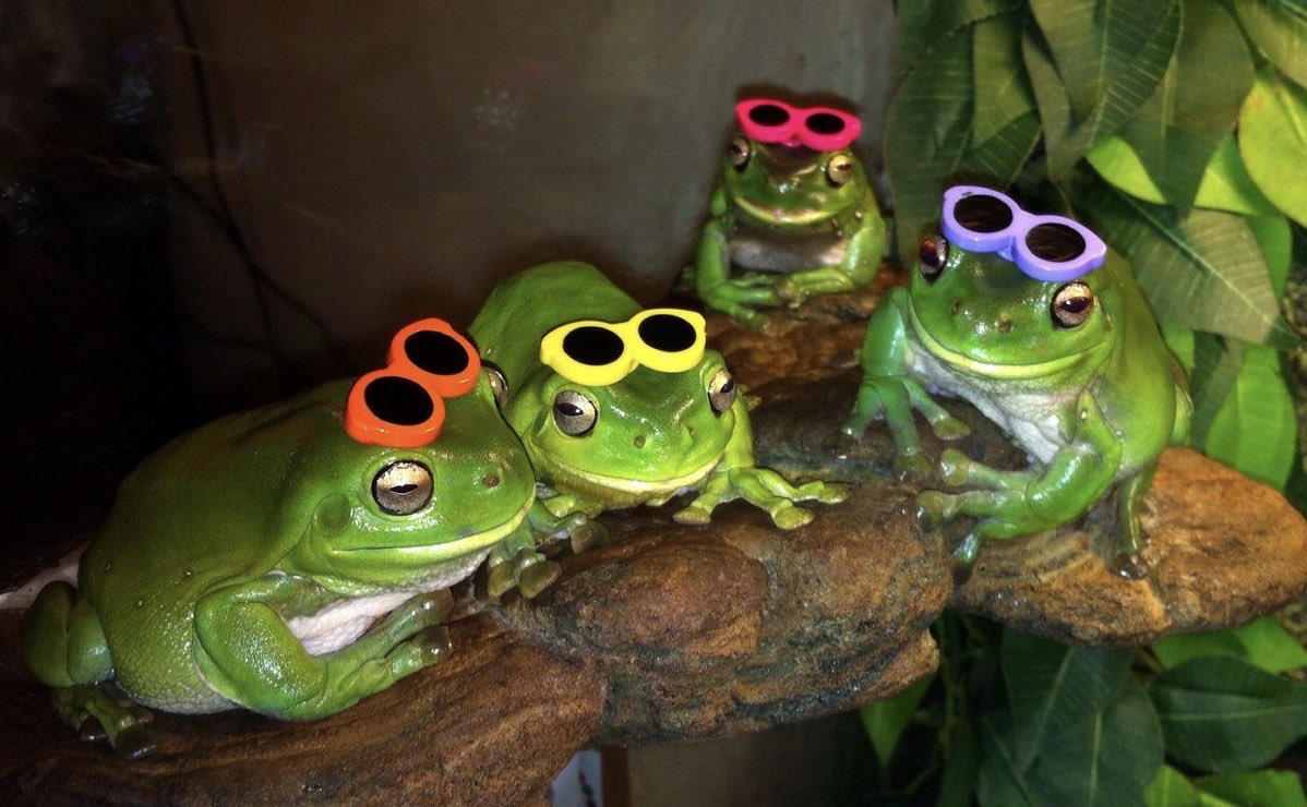 Wednesday Frogs Frog 28