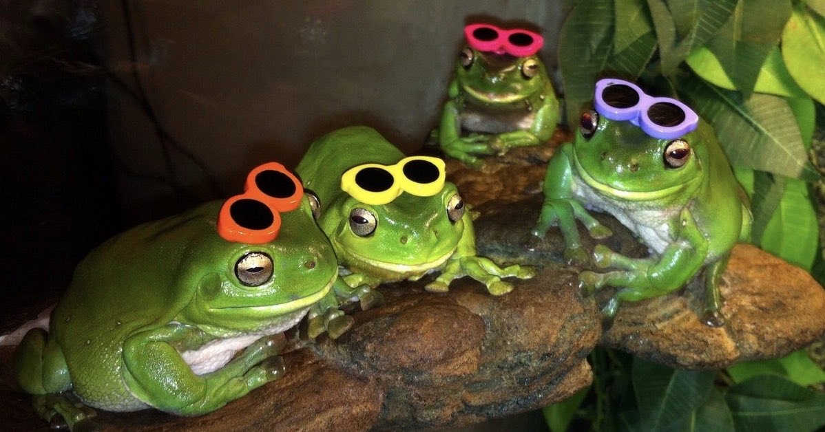 Wednesday Frogs Frog 28