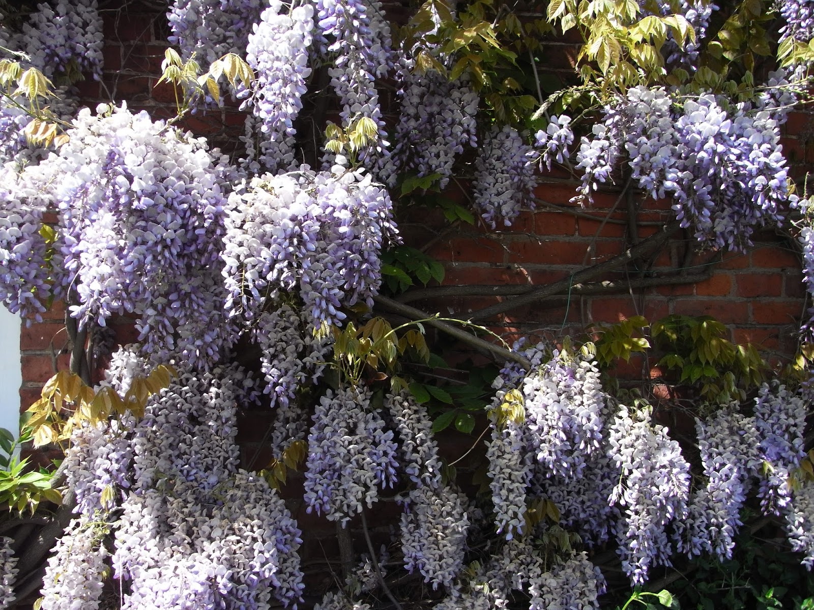 The pruning expert Pruning Wisteria