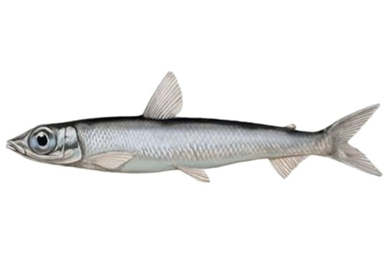 Herring smelt Animals World