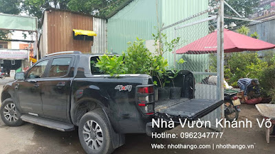 Hoa tử đằng - Nhà vườn Khánh Võ 14054217_325124771163654_4556923345355419513_n