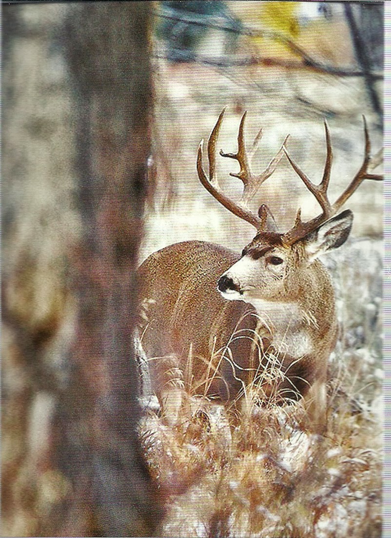 Лось вк. Bowing Deer.