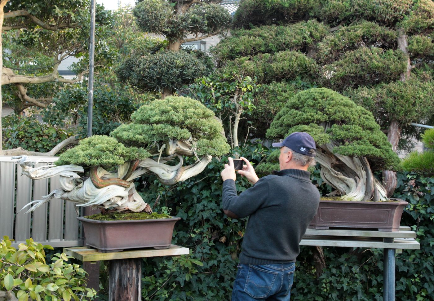 Bonsai Moravia Blog JAPAN 2017 16 MASAHIKO KIMURA