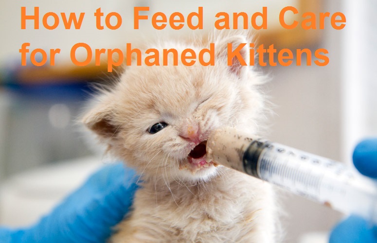 How to Feed and Care for Orphaned Kittens