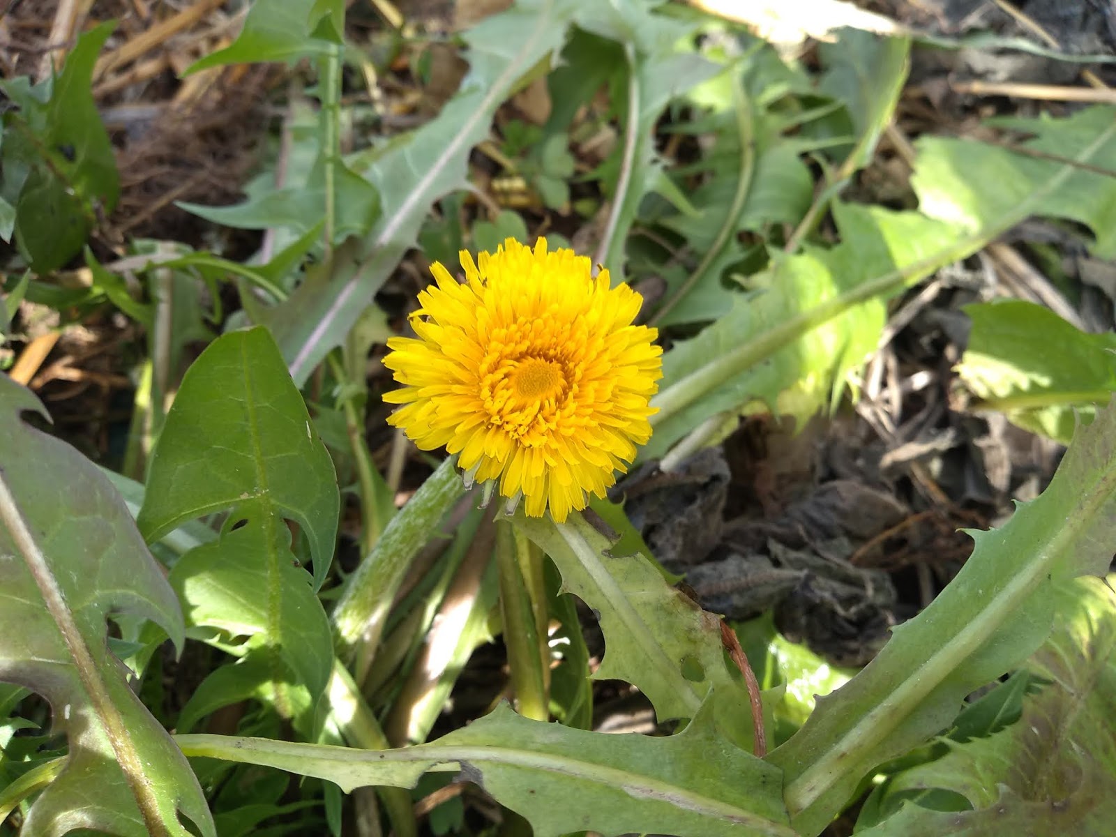 Mudflower Giant Edible Dandelions