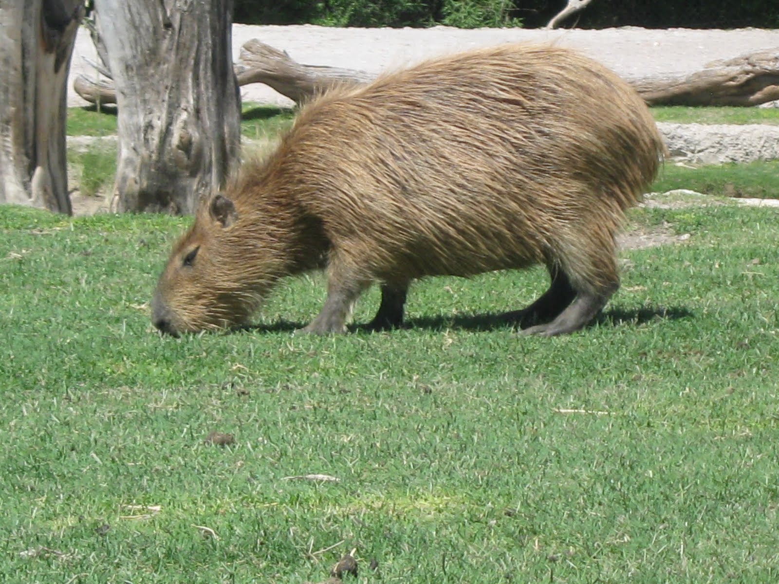 capibara en africam safari puebla