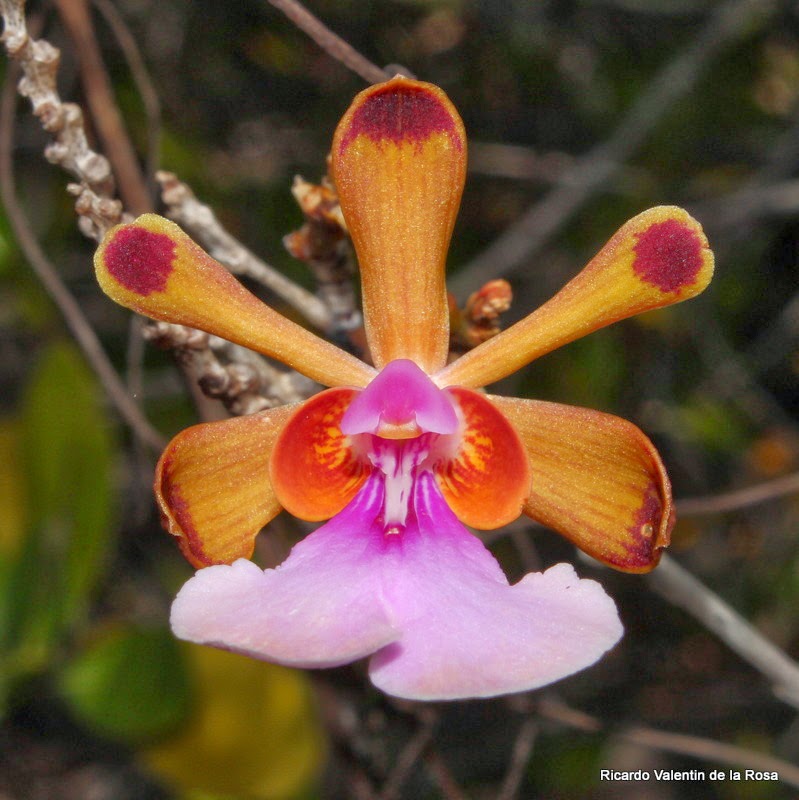 Ricardo's Blog, : Flower variability 