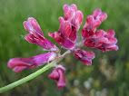 Vicia villosa