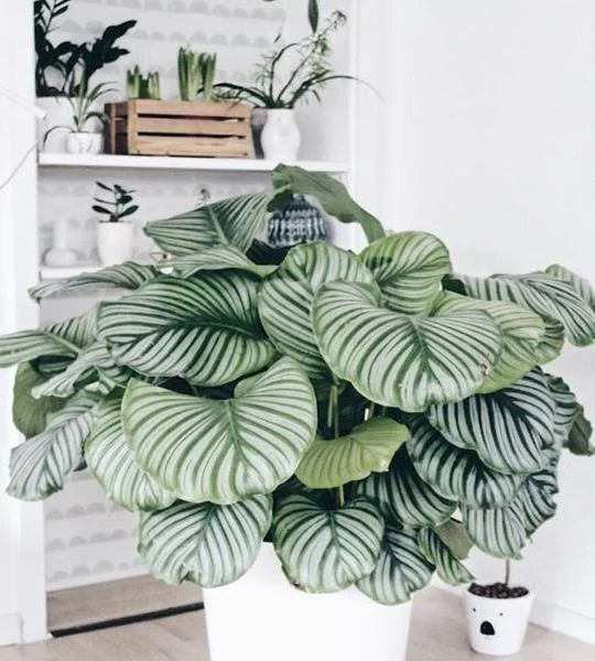 jenis calathea berdaun besar