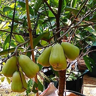 bibit jambu air king rose unggul