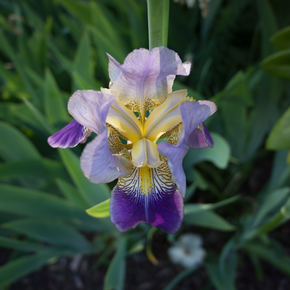 Shadow and Light Flowers in the Early Evening