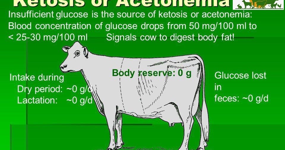 Veterinary Sciences Metabolic Disorders (Ketosis in Cattle)