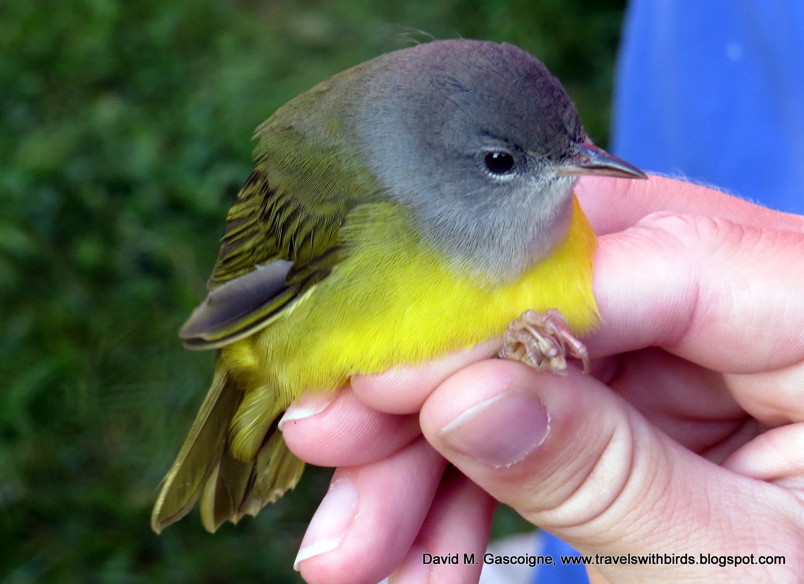 The First Weekend of Fall Bird Banding at SpruceHaven and a Visit by