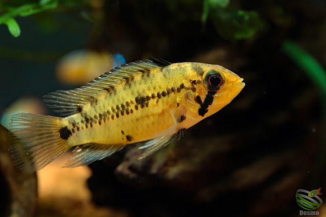 Apistogramma cf. alacrina