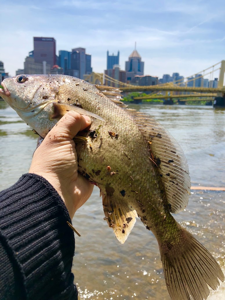 Pittsburgh Creekside Fishing Pittsburgh for Fresh Water Drum in The