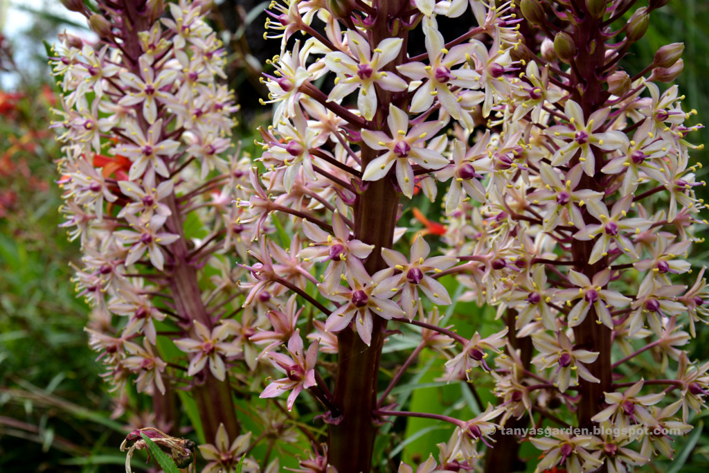 Mysecretgarden My Visit To The Enchanted Garden Of Patricia And