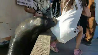 Brave boy saved from the jaw of sea lion