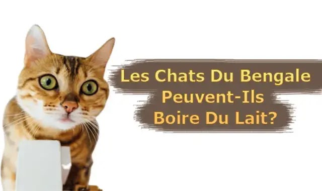 Les Chats Du Bengale Peuvent-Ils Boire Du Lait?