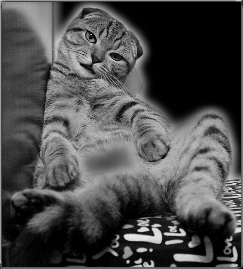 Art Cat GIF • Lazy cat chilling in a funny position. Mode ‘Alternative BLEP' activated Art Cat GIF • Lazy cat chilling in a funny position. Mode ‘Alternative BLEP' activated