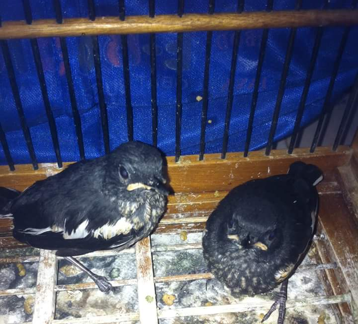 Jenis Burung Kicau 6 Enam Jenis Burung Berkicau Yang Paling