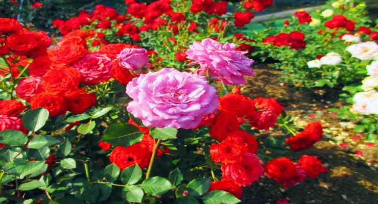 Rose Garden, Bathinda tourist places