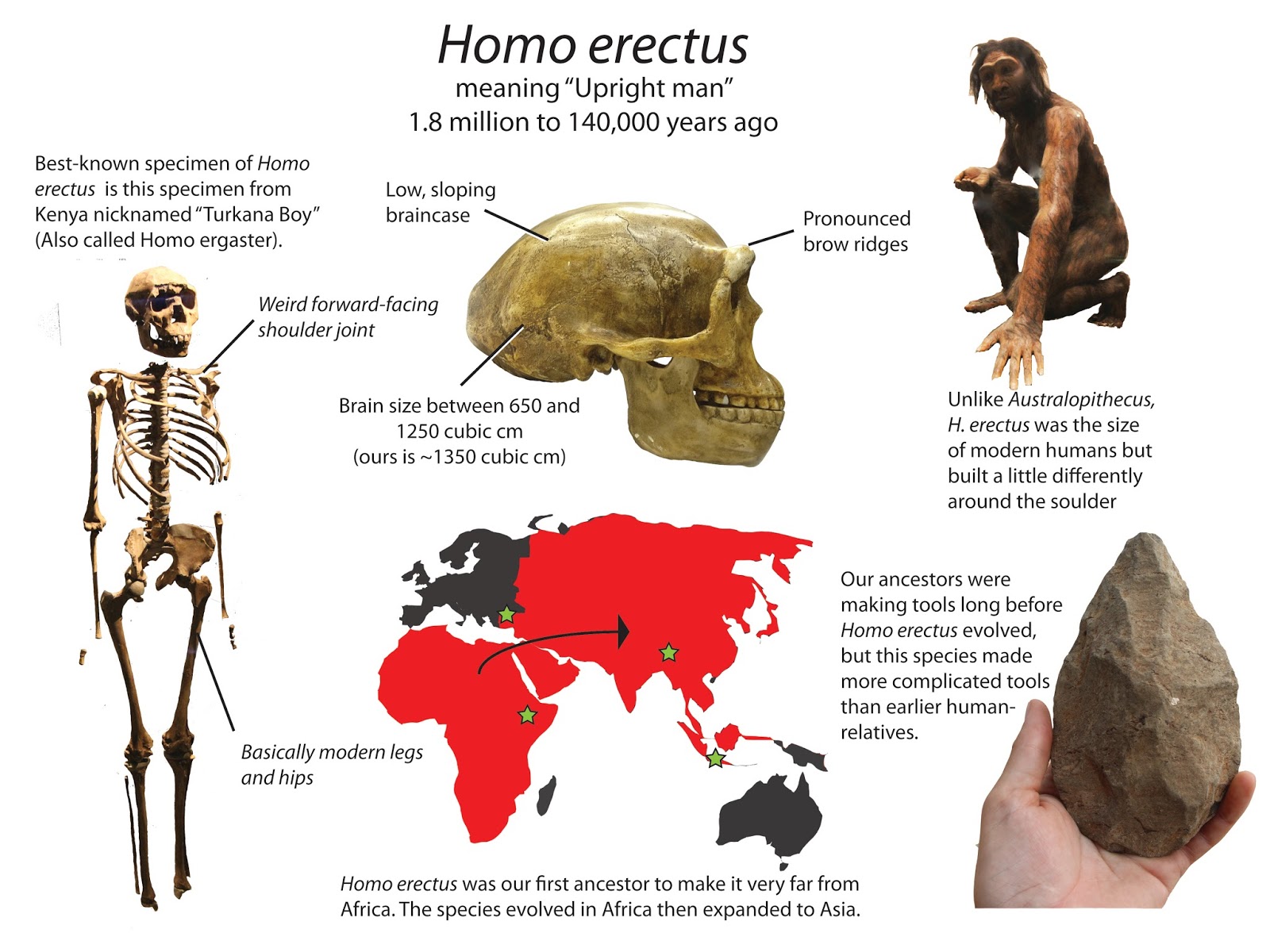 Homo Erectus Linea Del Tiempo