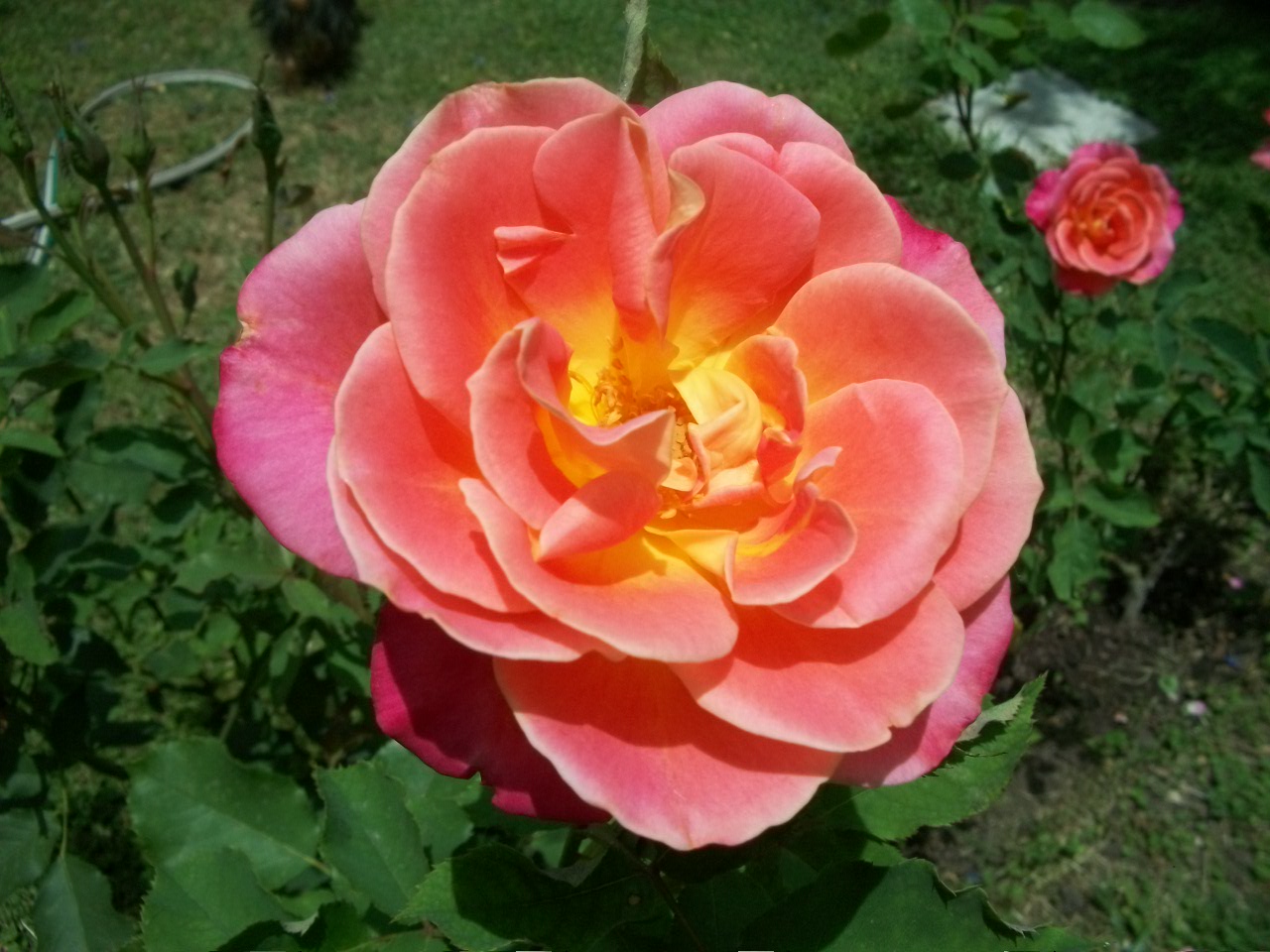 Un jardín en clima subtropical húmedo Roses in the sun...