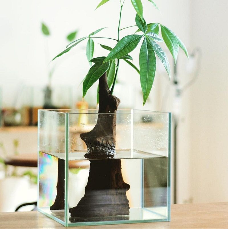 What Does What Kind of Plant Goes in a Betta Fish Vase? Mean? What Does What Kind of Plant Goes in a Betta Fish Vase? Mean?
