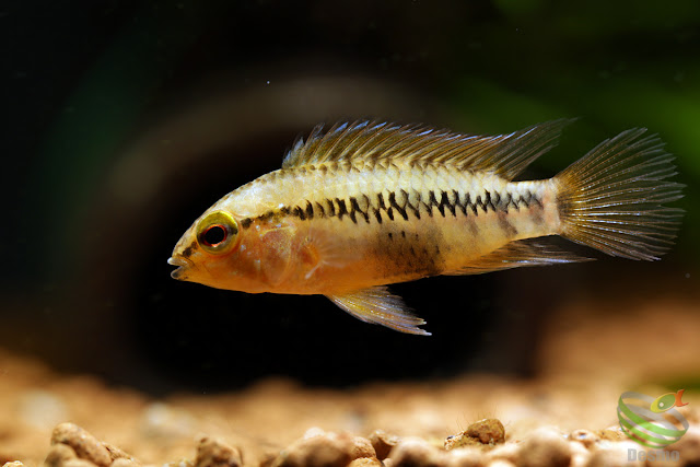 Apistogramma viejita