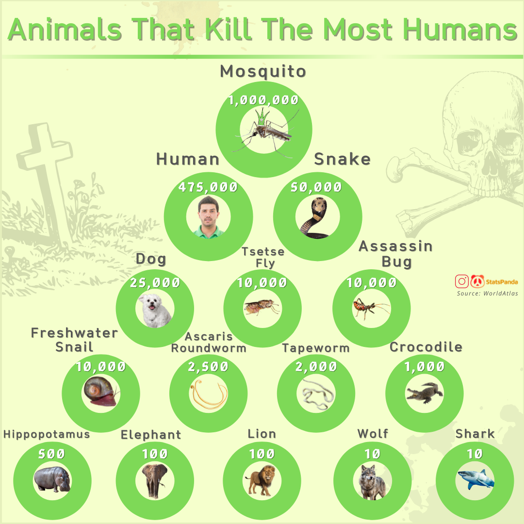 Animals - killers