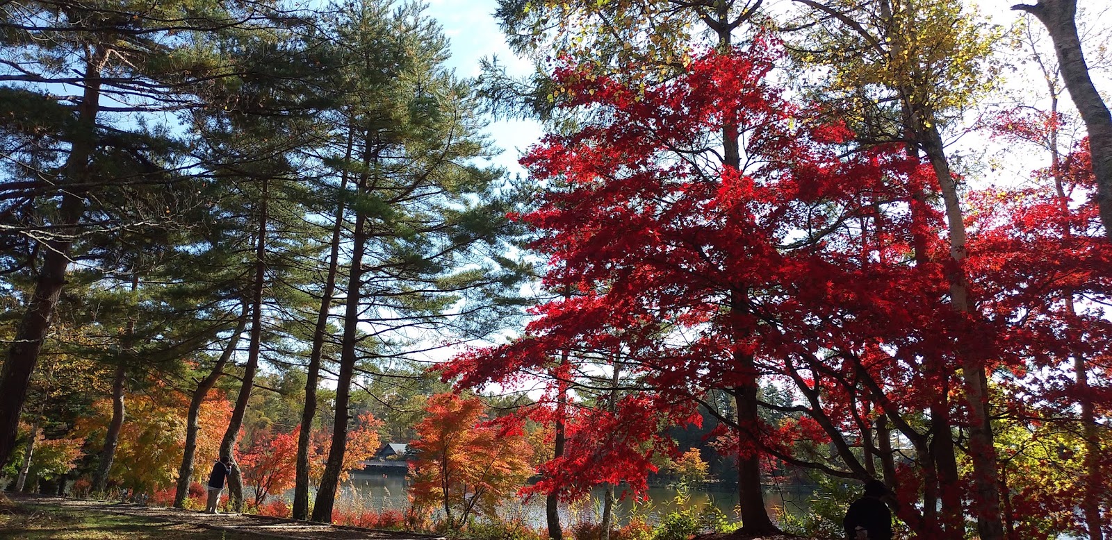 今日の美し松 蓼科湖 紅葉が見頃です