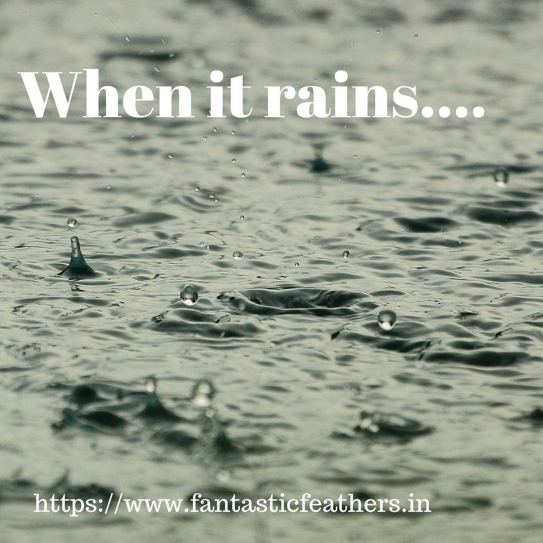 Fantastic Feathers When it Rains.. WordsMatter