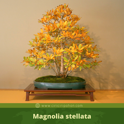 Magnolia stellata