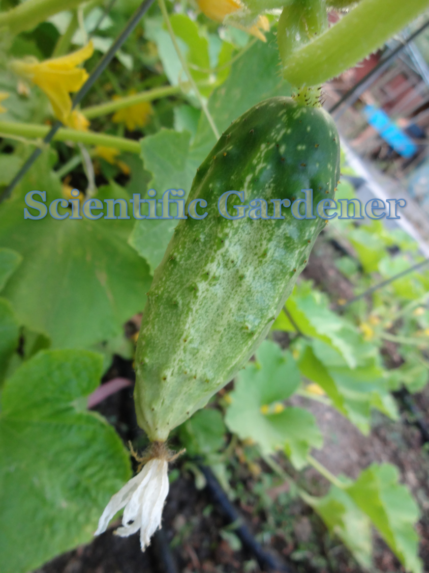 The Scientific Gardener Northern Pickling Cucumber