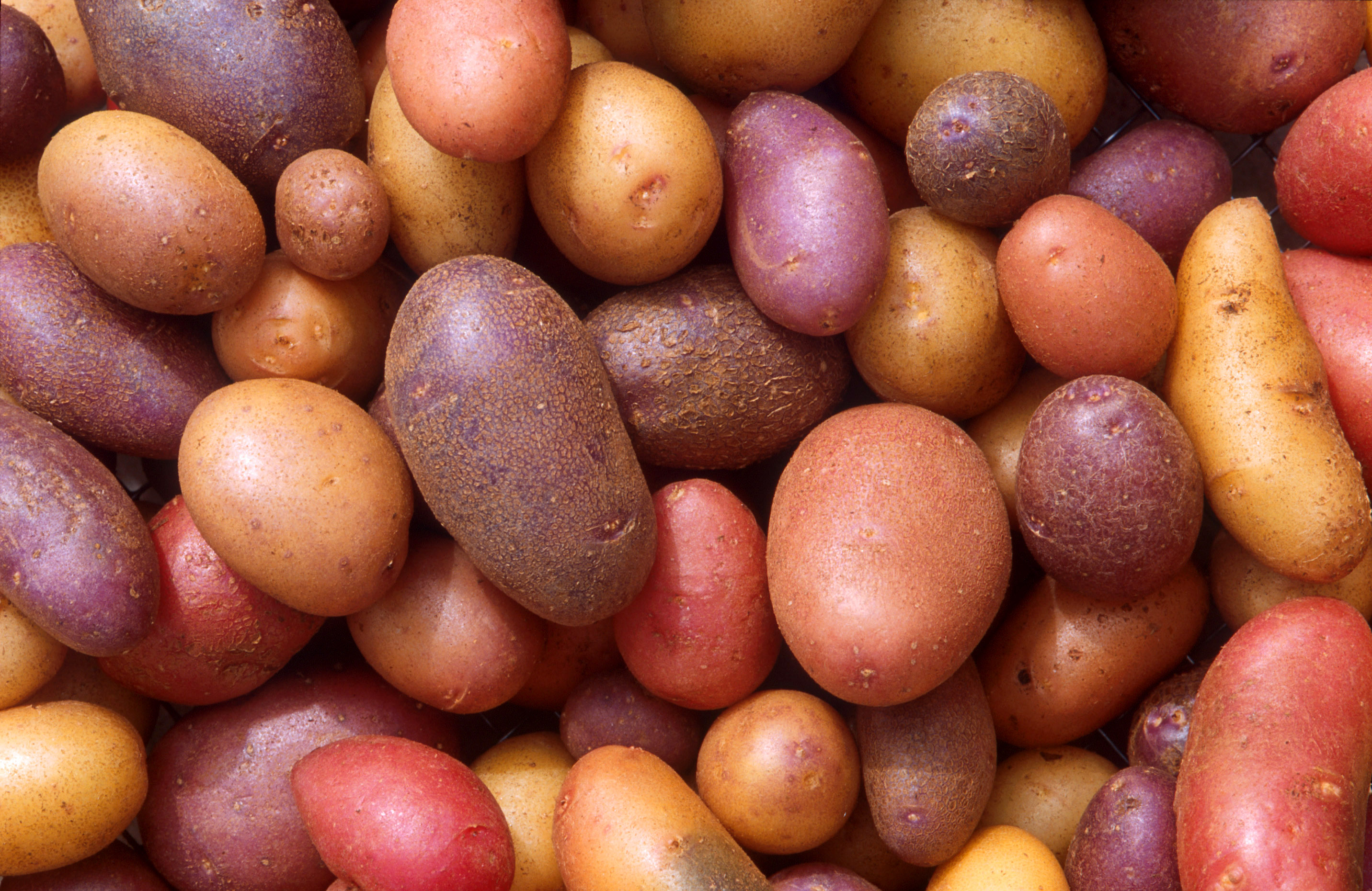 4000 Different Types of Potatoes in Peru Peruvian Potatoes Amazing