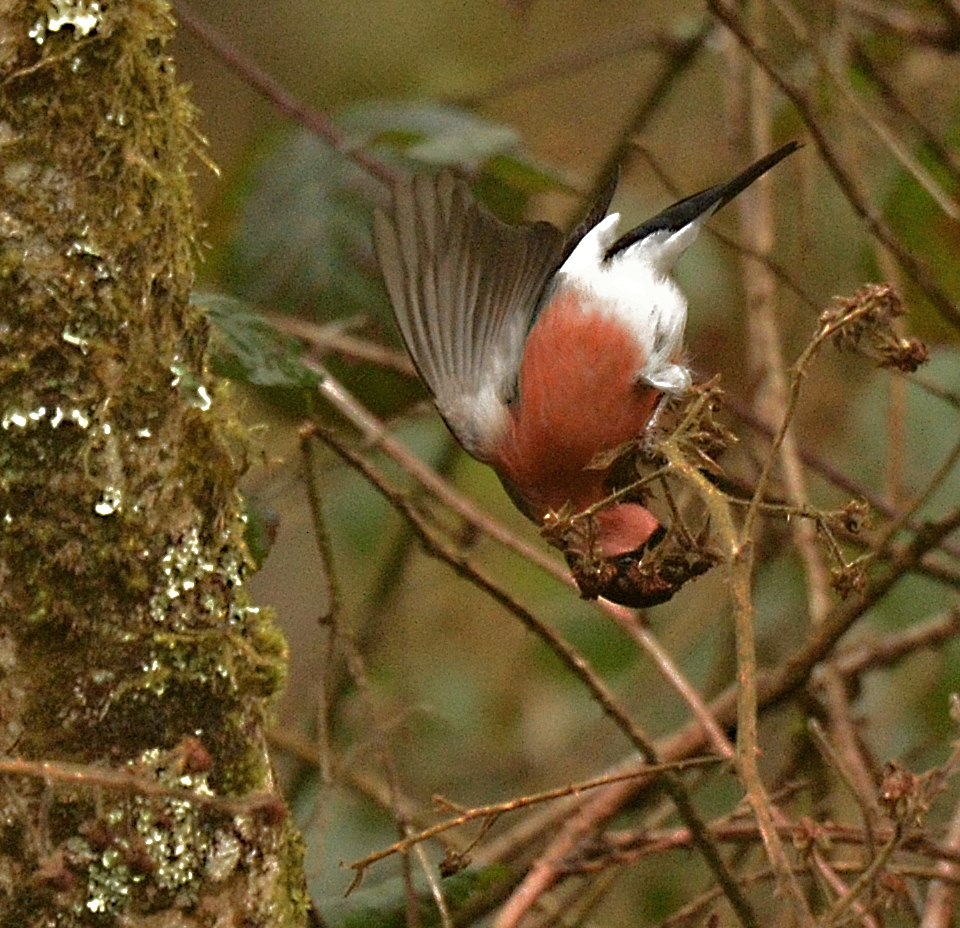 Alan James Photography : Woodpecker 'Drumming' the Hide