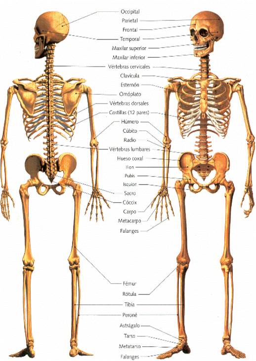 Huesos Del Cuerpo Humano Huesos Del Cuerpo Humano