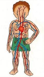 Los sistemas respiratorio y circulatorio