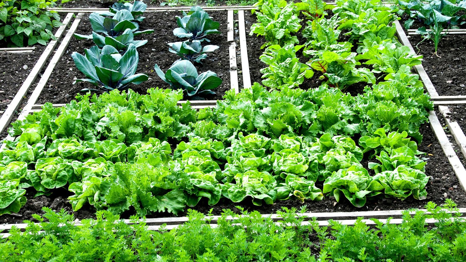 Vegetables That Grow In Partial Sun Vege Choices