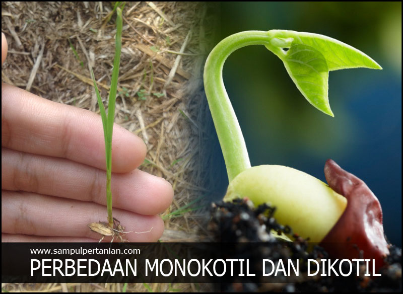 Batang adalah tumbuhan dikotil yang membedakan berikut dan monokotil Perbedaan Monokotil