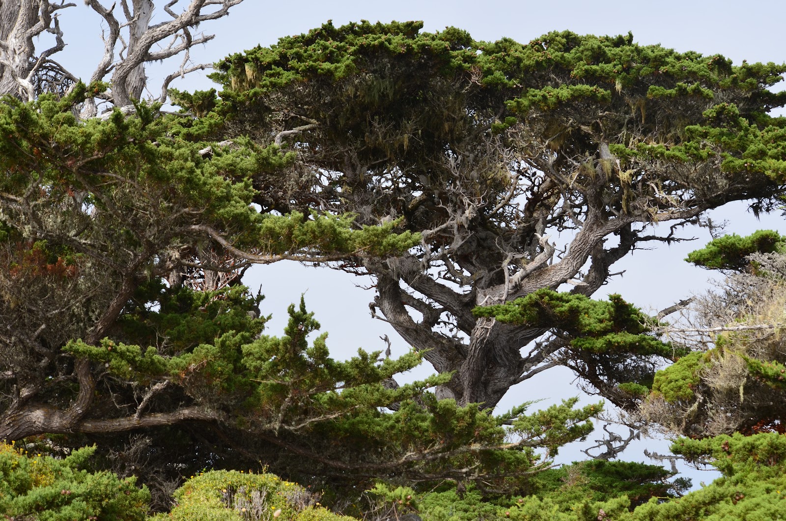 Tough is not enough Moss Landing & Point Lobos State Park, Monterey