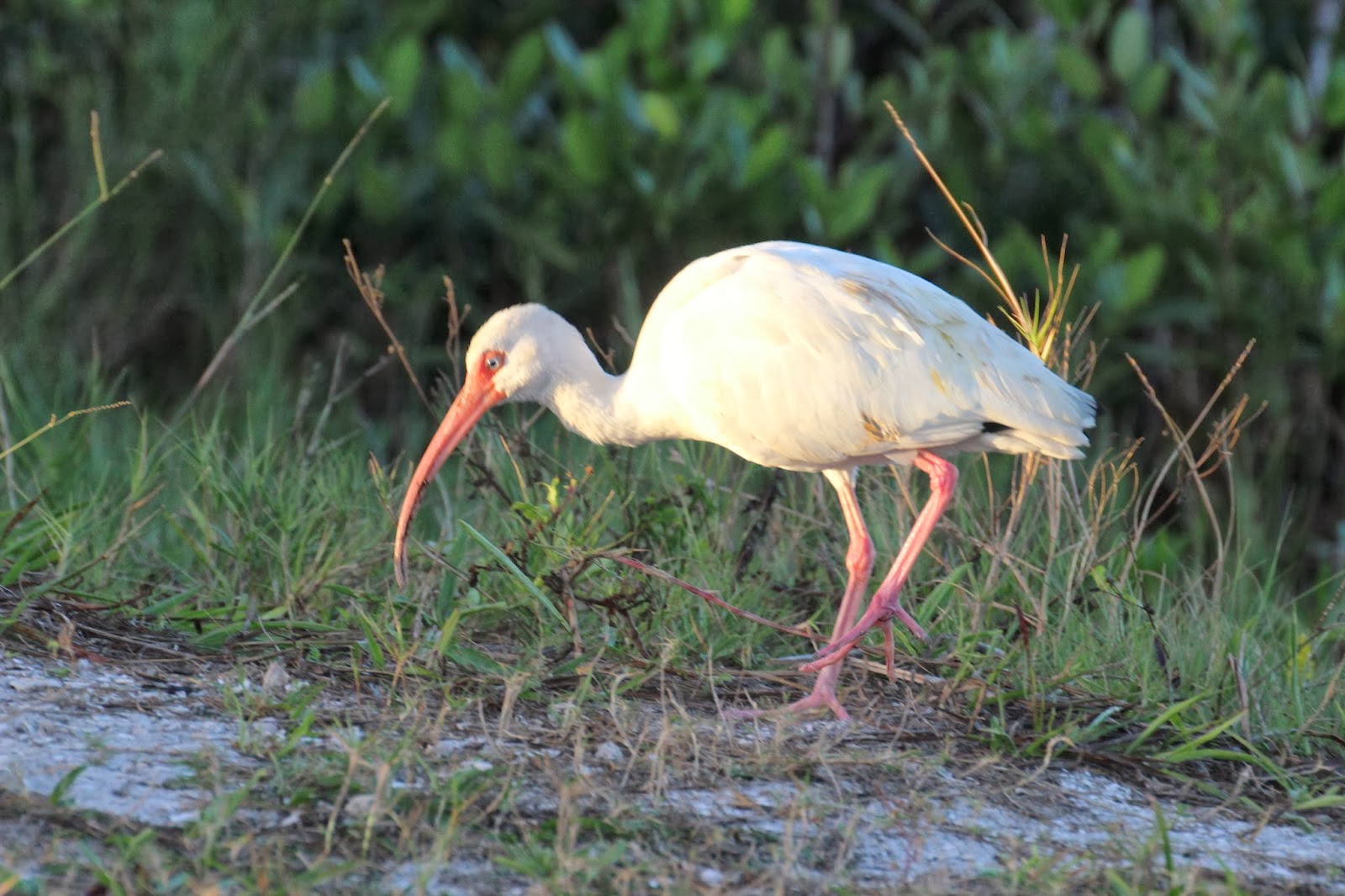 cannundrums-american-white-ibis