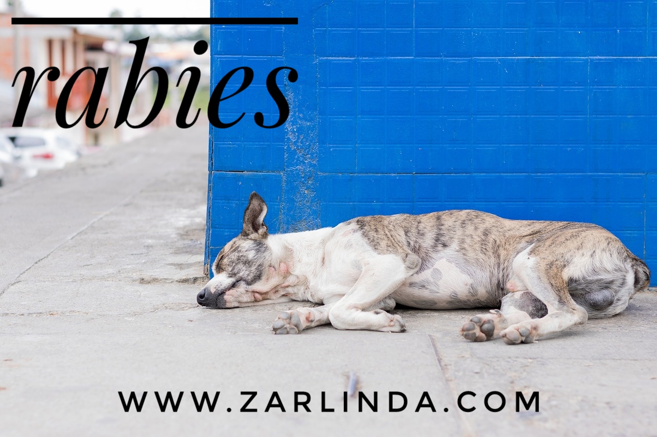 Waspada Rabies Penyakit Anjing Gila Zefy Arlinda
