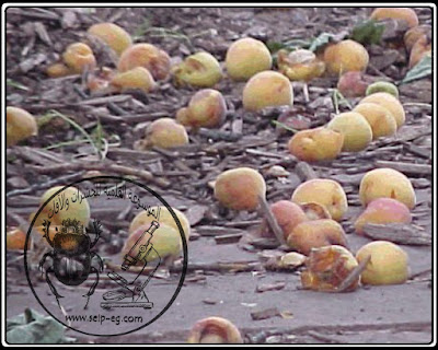 ذبابة فاكهة البحر الأبيض المتوسط Mediterranean fruit fly