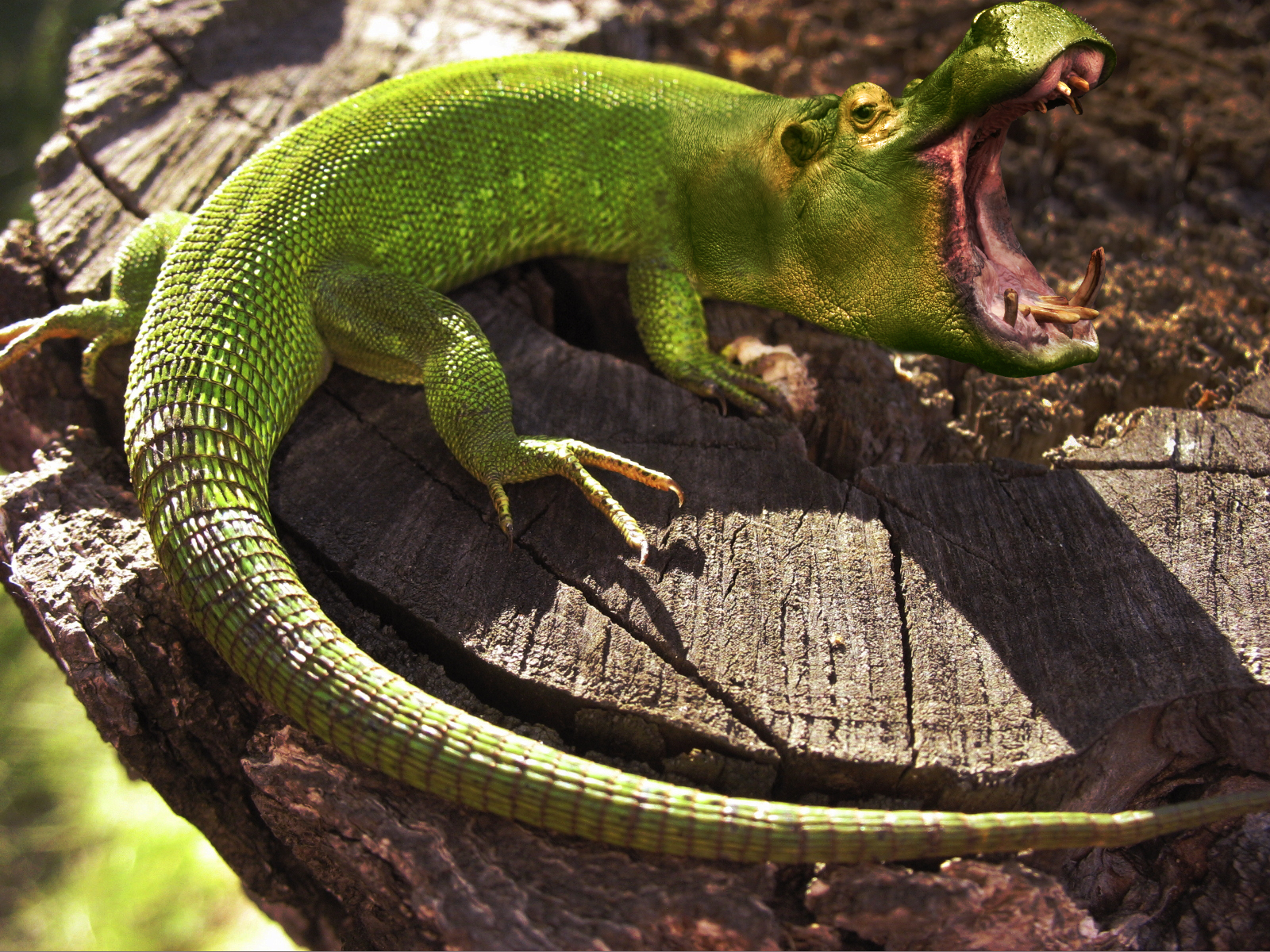 LOURDES SENIOR MEDIA ARTS MORPHED ANIMALS