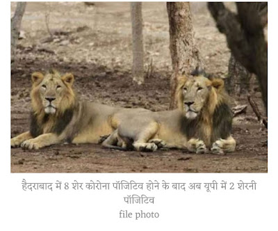 चिंताजनक! इंसान से जानवर में फैल रहा कोरोना, हैदराबाद में 8 शेर के संक्रमित होने के बाद अब यूपी में भी खतरा, 2 शेरनी हुई पॉजिटिव | Corona on Animal