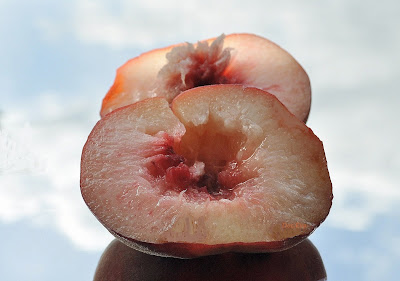 Plattpfirsich (Prunus persica var. platycarpa oder paraguayo) Bergpfirsich