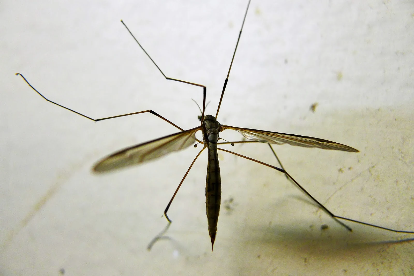 Breathtaking Can Daddy Long Legs Fly Photo for Your Screen