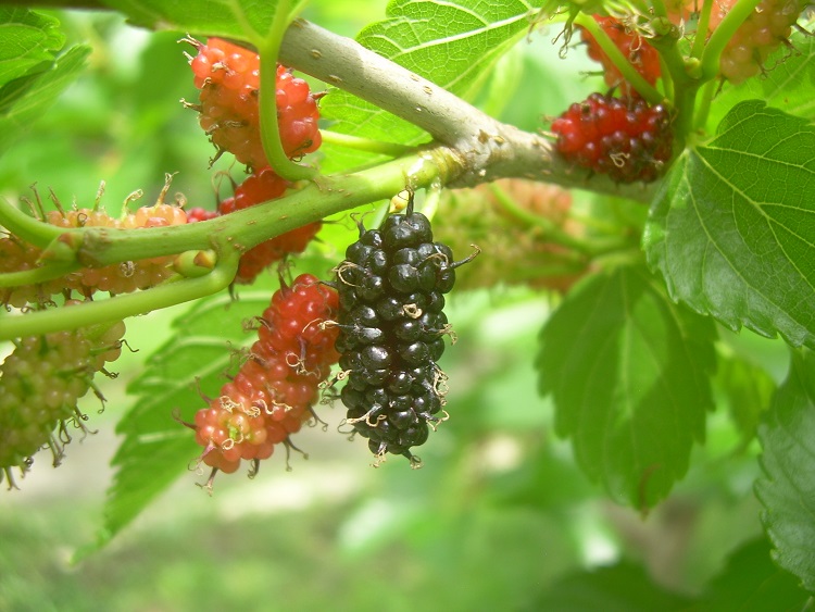 Philippine Destiny The Philippine Blackberry Bush