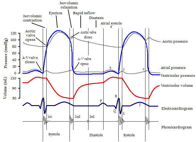 MedicoNotebook: PaQ1c2v3 - Sequential Cardiac Cycle events